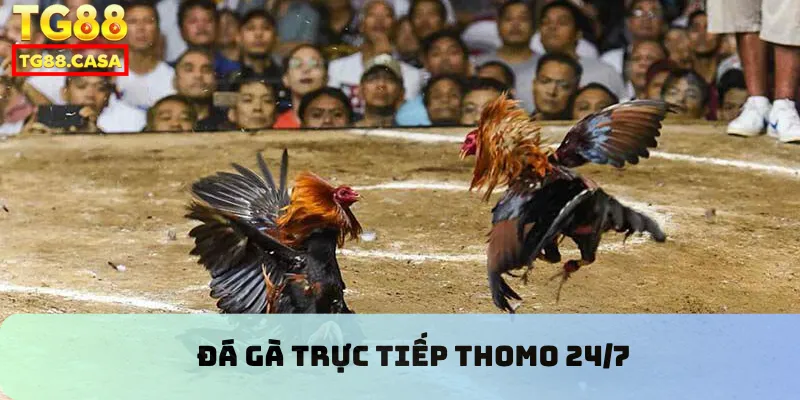 đá gà trực tiếp Thomo 24/7